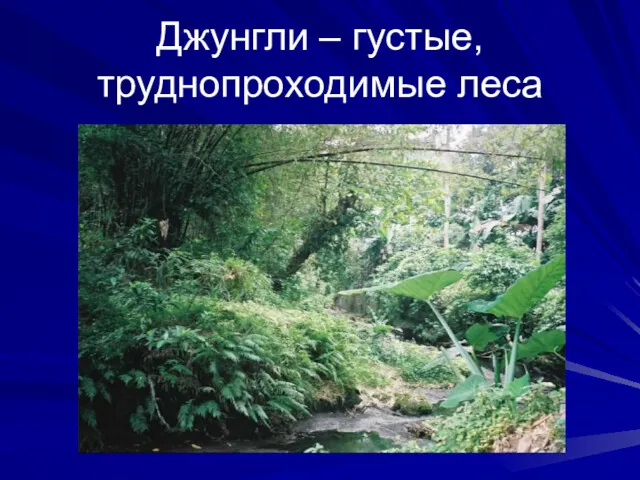 Джунгли – густые, труднопроходимые леса