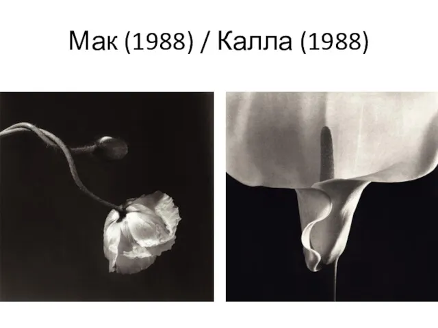 Мак (1988) / Калла (1988)