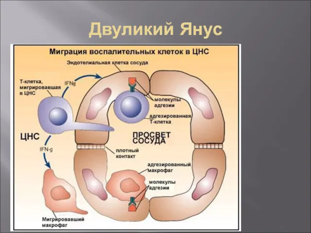 Двуликий Янус