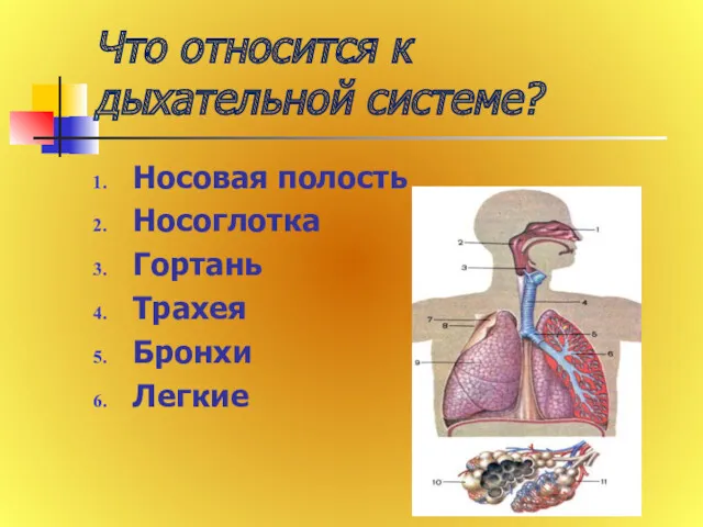 Что относится к дыхательной системе? Носовая полость Носоглотка Гортань Трахея Бронхи Легкие