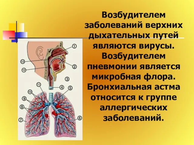 Возбудителем заболеваний верхних дыхательных путей являются вирусы. Возбудителем пневмонии является микробная флора. Бронхиальная