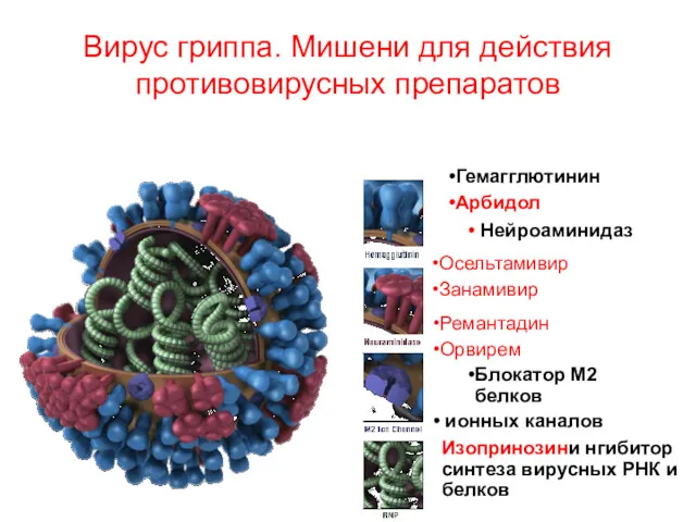 Вирус гриппа. Мишени для действия противовирусных препаратов Осельтамивир Занамивир Ремантадин