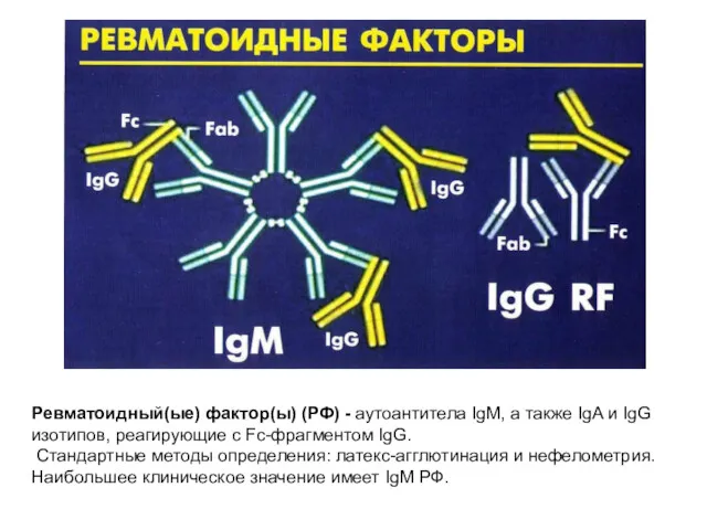 Ревматоидный(ые) фактор(ы) (РФ) - аутоантитела IgM, а также IgA и IgG изотипов, реагирующие