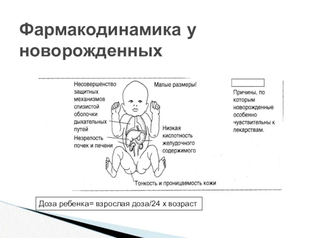 Фармакодинамика у новорожденных Доза ребенка= взрослая доза/24 х возраст