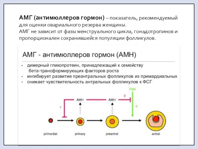 АМГ (антимюллеров гормон) – показатель, рекомендуемый для оценки овариального резерва женщины. АМГ не