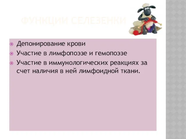 ФУНКЦИИ СЕЛЕЗЕНКИ Депонирование крови Участие в лимфопоэзе и гемопоэзе Участие