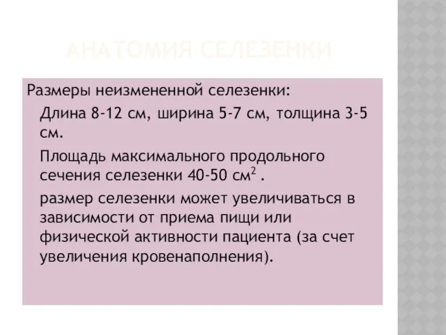 АНАТОМИЯ СЕЛЕЗЕНКИ Размеры неизмененной селезенки: Длина 8-12 см, ширина 5-7