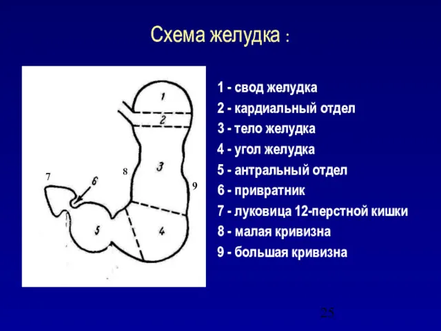 Схема желудка : 1 - свод желудка 2 - кардиальный отдел 3 -