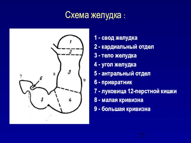 Схема желудка : 1 - свод желудка 2 - кардиальный