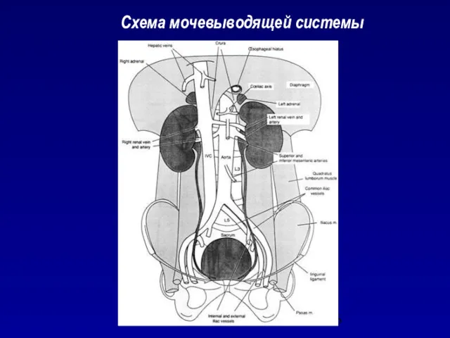 Схема мочевыводящей системы