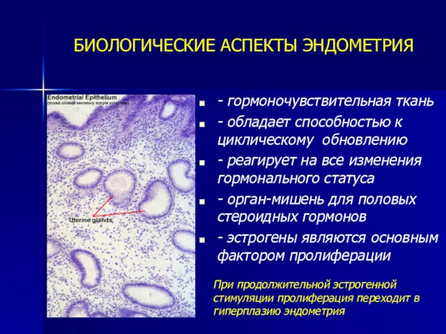 БИОЛОГИЧЕСКИЕ АСПЕКТЫ ЭНДОМЕТРИЯ - гормоночувствительная ткань - обладает способностью к