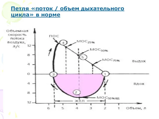 Петля «поток / объем дыхательного цикла» в норме