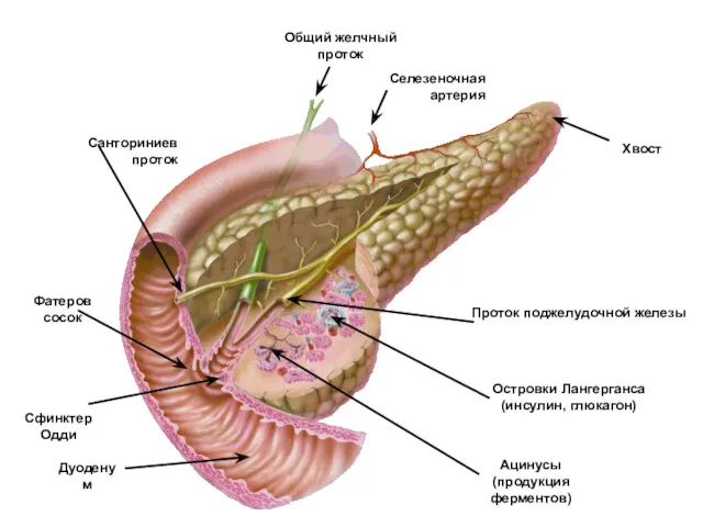 Хвост Селезеночная артерия Общий желчный проток Санториниев проток Фатеров сосок Сфинктер Одди Дуоденум