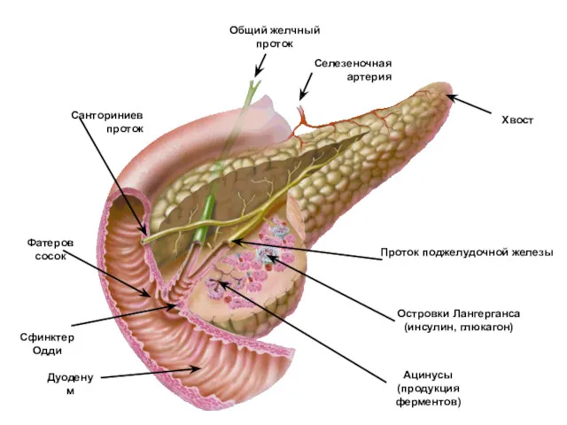 Хвост Селезеночная артерия Общий желчный проток Санториниев проток Фатеров сосок