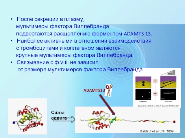 После секреции в плазму, мультимеры фактора Виллебранда подвергаются расщеплению ферментом ADAMTS 13. Наиболее