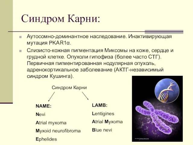 Синдром Карни: Аутосомно-доминантное наследование. Инактивирующая мутация PKАR1α. Слизисто-кожная пигментация Миксомы