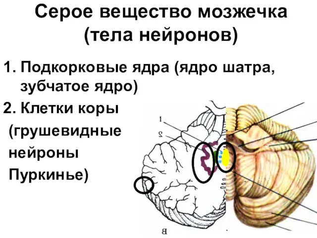 Подкорковые ядра (ядро шатра, зубчатое ядро) Клетки коры (грушевидные нейроны Пуркинье) Серое вещество мозжечка (тела нейронов)