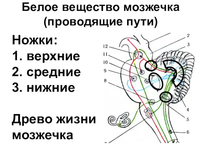 Ножки: 1. верхние 2. средние 3. нижние Древо жизни мозжечка Белое вещество мозжечка (проводящие пути)