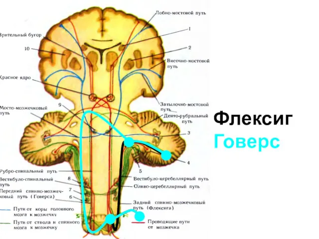 Флексиг Говерс