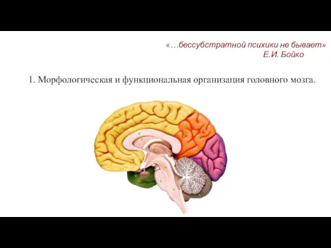 «…бессубстратной психики не бывает» Е.И. Бойко 1. Морфологическая и функциональная организация головного мозга.