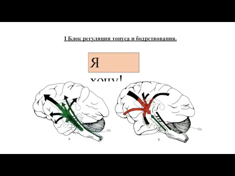 Я хочу! I Блок регуляции тонуса и бодрствования.