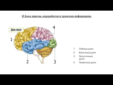 Лобные доли Височные доли Затылочные доли Теменные доли II Блок приема, переработки и хранения информации.