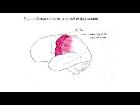 Переработка кинестетической информации