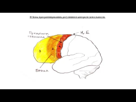 II Блок программирования, регуляции и контроля деятельности.