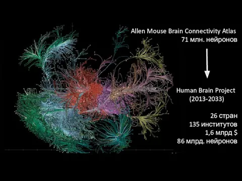 Allen Mouse Brain Connectivity Atlas 71 млн. нейронов Human Brain