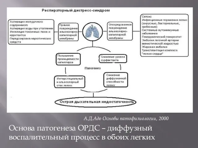 Основа патогенеза ОРДС – диффузный воспалительный процесс в обоих легких А.Д.Адо Основы патофизиологии, 2000