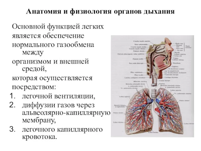 Анатомия и физиология органов дыхания Основной функцией легких является обеспечение