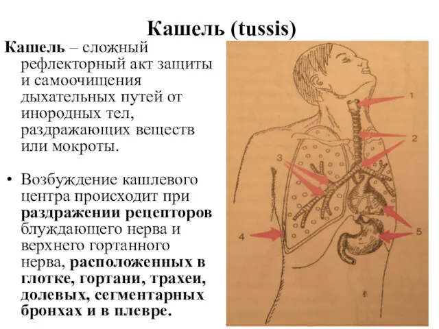 Кашель (tussis) Кашель – сложный рефлекторный акт защиты и самоочищения