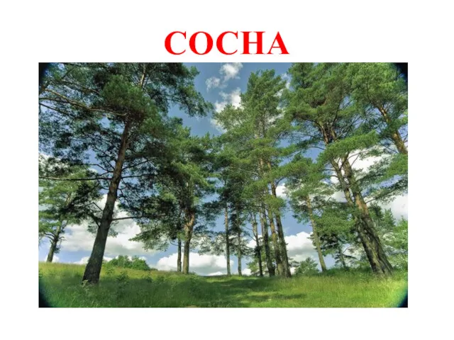 СОСНА