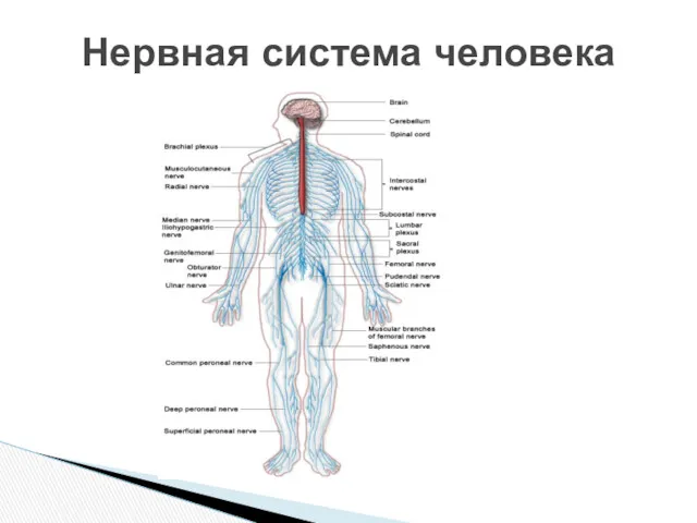 Нервная система человека