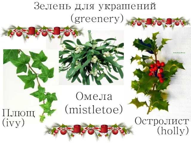 Зелень для украшений (greenery) Остролист (holly) Омела (mistletoe) Плющ (ivy)