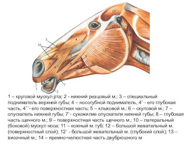 1 – круговой мускул рта; 2 - нижний резцовый м.; 3 – специальный