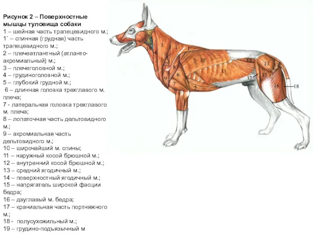 Рисунок 2 – Поверхностные мышцы туловища собаки 1 – шейная часть трапецевидного м.;