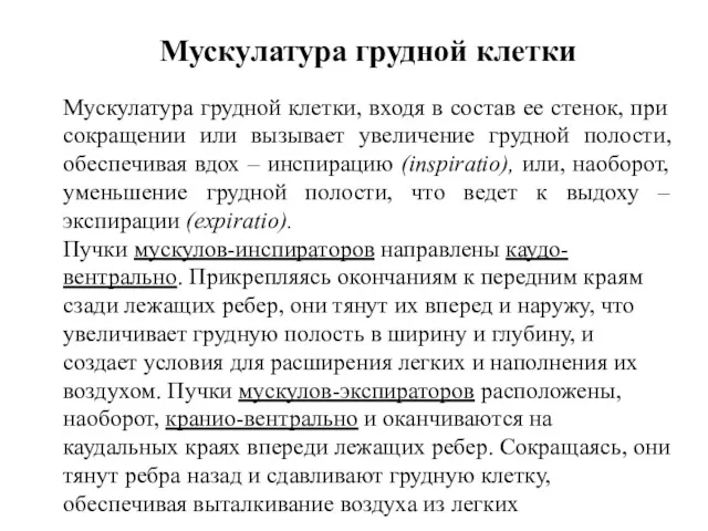 Мускулатура грудной клетки Мускулатура грудной клетки, входя в состав ее стенок, при сокращении