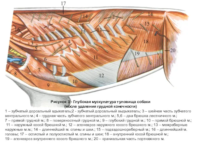 Рисунок 3 - Глубокая мускулатура туловища собаки (после удаления грудной конечности) 1 –