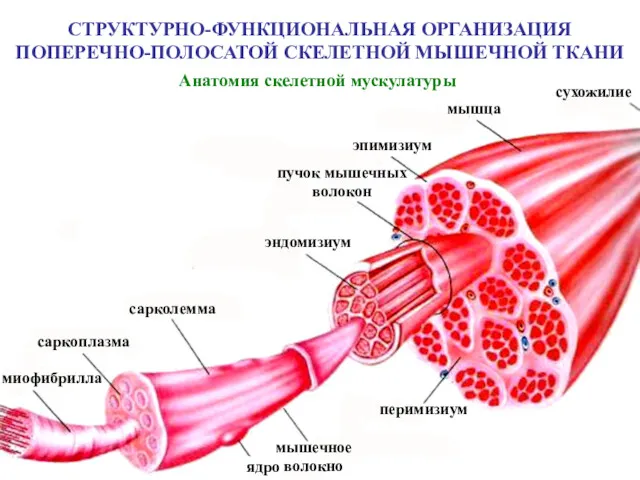 СТРУКТУРНО-ФУНКЦИОНАЛЬНАЯ ОРГАНИЗАЦИЯ ПОПЕРЕЧНО-ПОЛОСАТОЙ СКЕЛЕТНОЙ МЫШЕЧНОЙ ТКАНИ Анатомия скелетной мускулатуры сухожилие мышца эпимизиум пучок