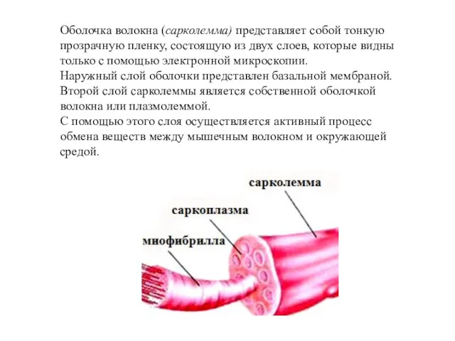 Оболочка волокна (сарколемма) представляет собой тонкую прозрачную пленку, состоящую из двух слоев, которые
