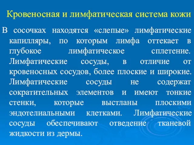 Кровеносная и лимфатическая система кожи В сосочках находятся «слепые» лимфатические