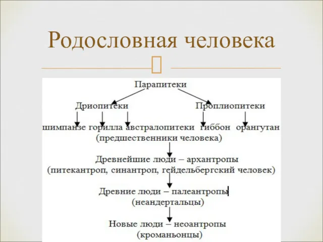 Родословная человека