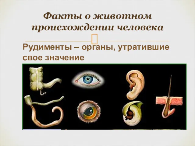 Факты о животном происхождении человека Рудименты – органы, утратившие свое значение