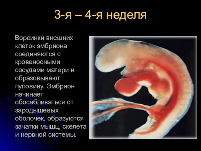 3-я – 4-я неделя Ворсинки внешних клеток эмбриона соединяются с кровеносными сосудами матери