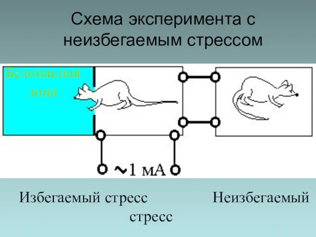 Схема эксперимента с неизбегаемым стрессом Избегаемый стресс Неизбегаемый стресс Безопасная зона