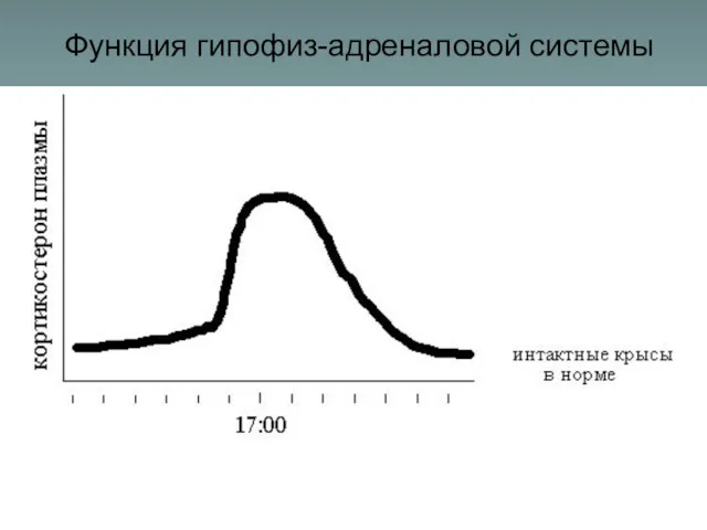 Функция гипофиз-адреналовой системы