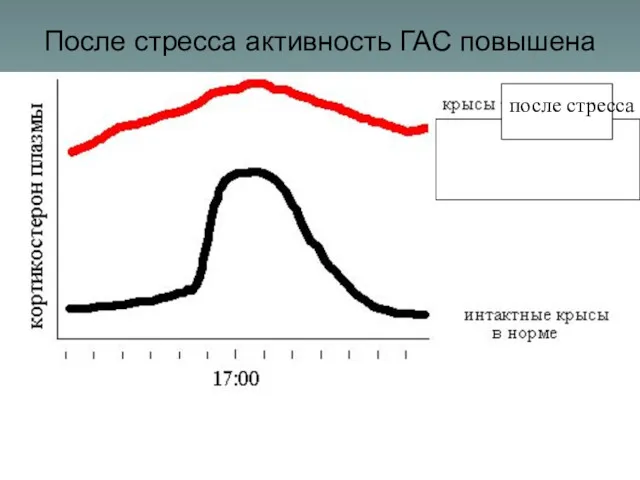 После стресса активность ГАС повышена после стресса