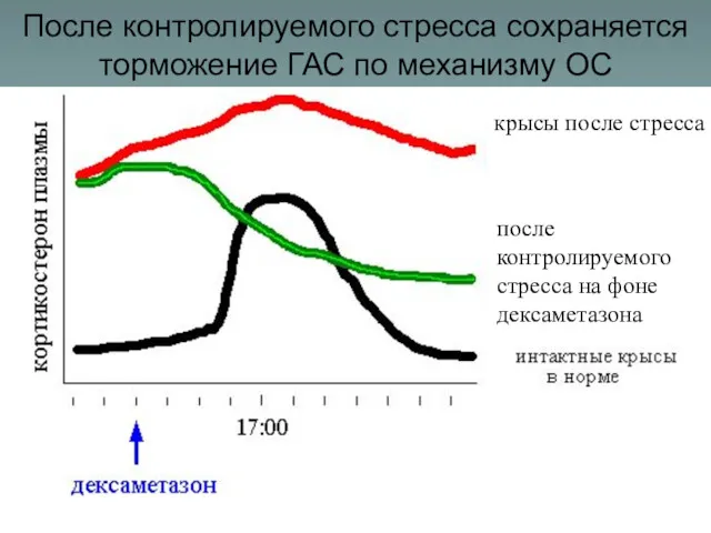 После контролируемого стресса сохраняется торможение ГАС по механизму ОС крысы