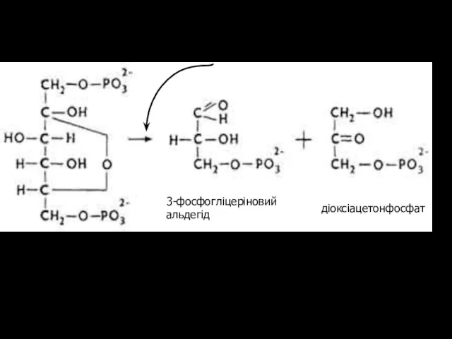 фосфат фосфотріози фермент альдолаза 3-фосфогліцеріновий альдегід діоксіацетонфосфат